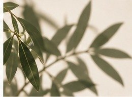 Olive leaves in soft natural light